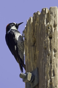 Acorn Woodpecker