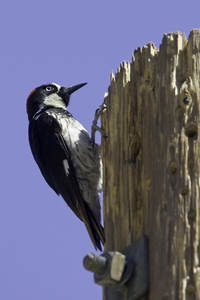 Acorn Woodpecker