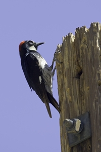 Acorn Woodpecker