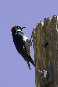 Acorn Woodpecker