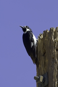 Acorn Woodpecker