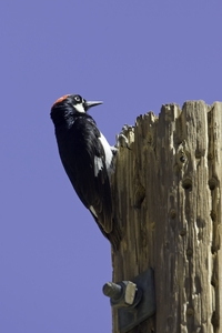 Acorn Woodpecker