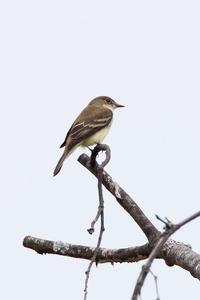 Alder Flycatcher
