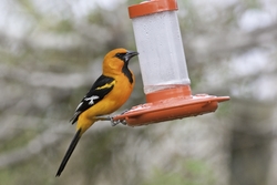 Altamira Oriole