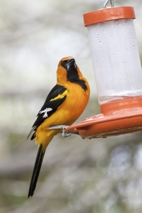 Altamira Oriole