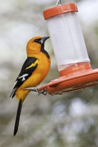 Altamira Oriole