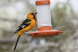 Altamira Oriole