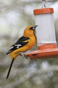 Altamira Oriole