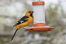 Altamira Oriole