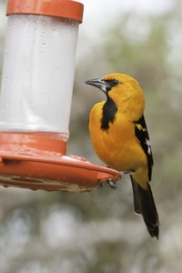 Altamira Oriole