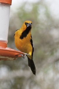 Altamira Oriole