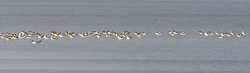 American Avocet