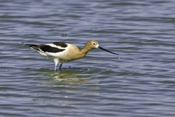 American Avocet