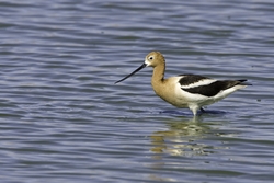 American Avocet