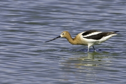 American Avocet