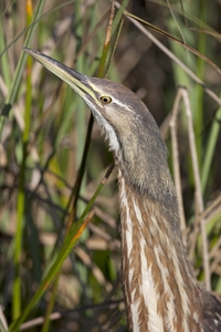 American Bittern