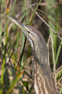 American Bittern