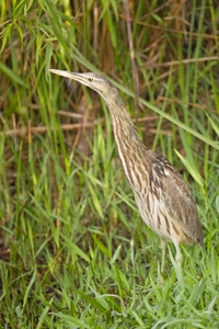 American Bittern
