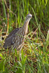 American Bittern