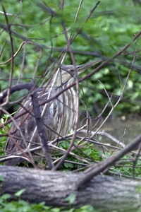 American Bittern