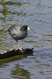 American Coot