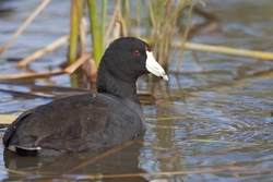 American Coot