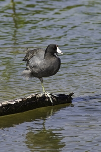 American Coot