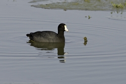 American Coot
