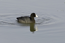 American Coot