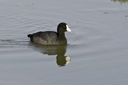 American Coot