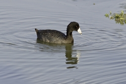American Coot