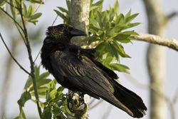 American Crow