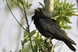 American Crow