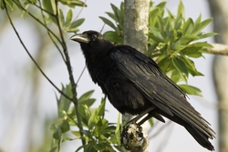 American Crow