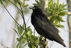 American Crow