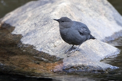 American Dipper