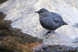 American Dipper