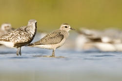 American Golden-Plover