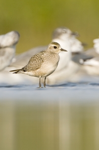 American Golden-Plover