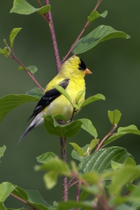 American Goldfinch