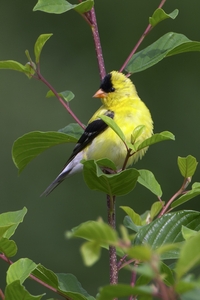 American Goldfinch