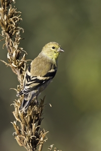 American Goldfinch