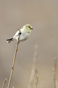 American Goldfinch