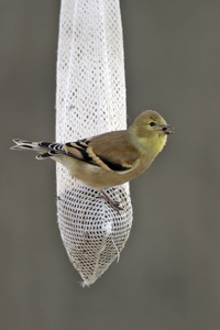 American Goldfinch