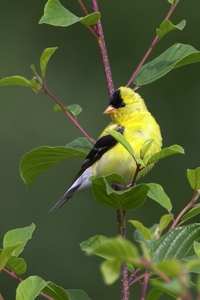 American Goldfinch