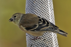 American Goldfinch
