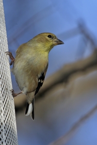 American Goldfinch