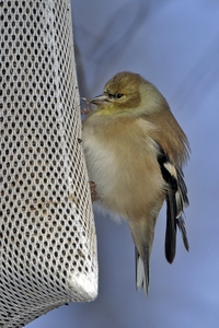 American Goldfinch