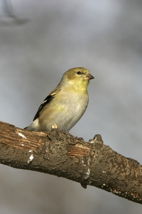 American Goldfinch