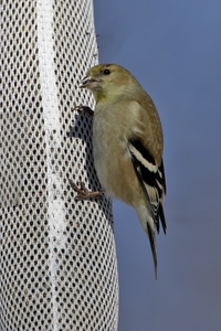 American Goldfinch